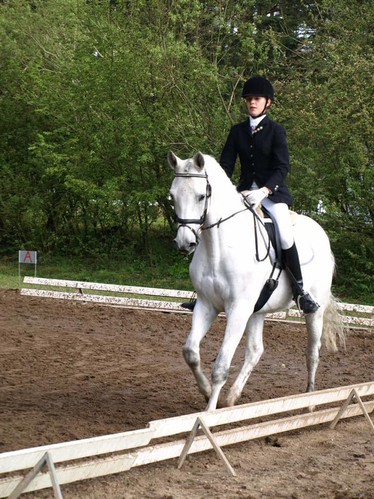 Dansk Varmblod Laiduc Attrup billede 15