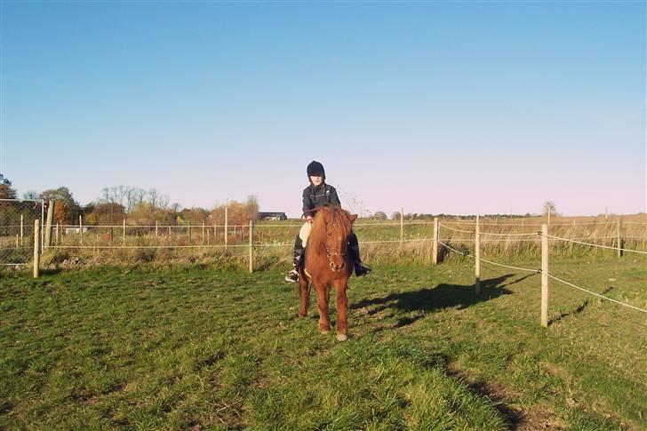 Islænder Kylja <3 Miss ya' <3 - Rider Foto: Frida billede 11