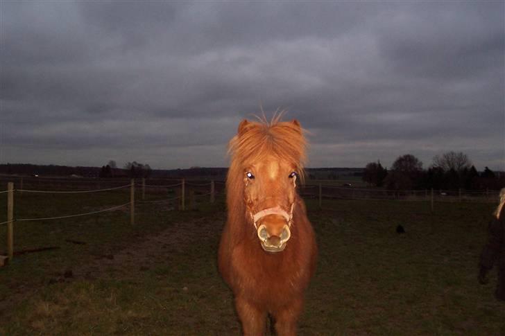 Islænder Kylja <3 Miss ya' <3 - Hej smukke <3 billede 12