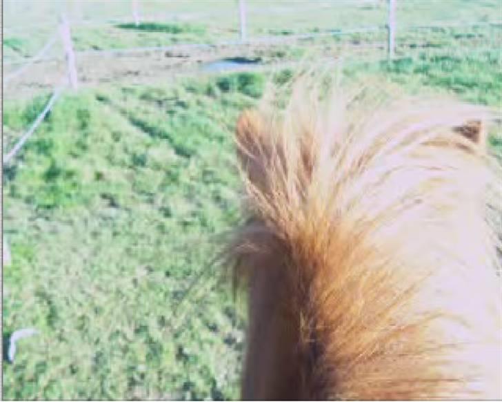 Islænder Kylja <3 Miss ya' <3 - Oppe fra Foto: Miq :p billede 13