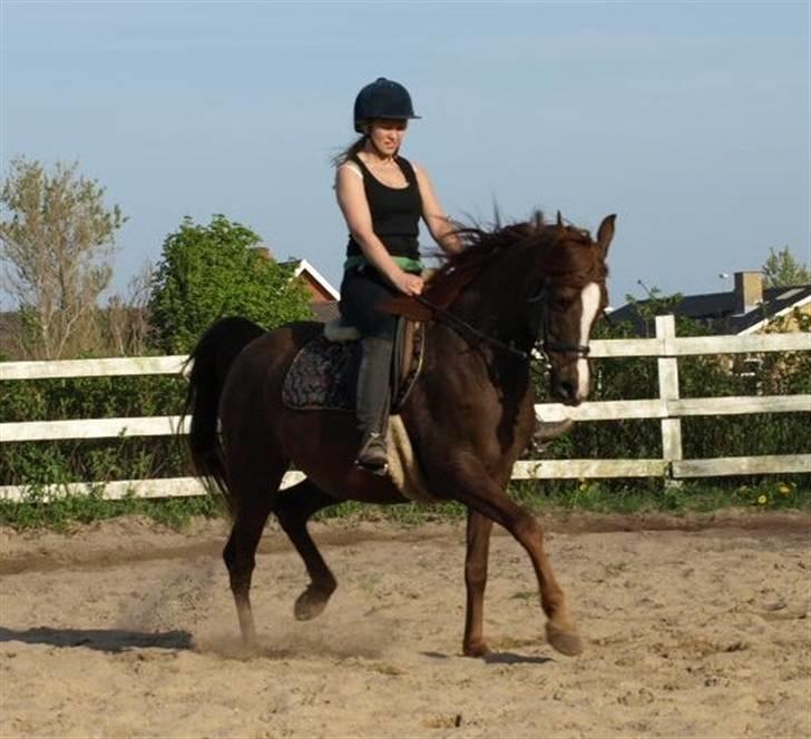 Arabisk fuldblod (OX) Tai Tazini OX 3124 billede 17