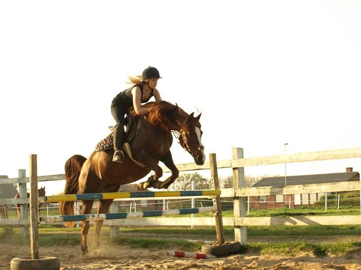 Arabisk fuldblod (OX) Tai Tazini OX 3124 billede 18