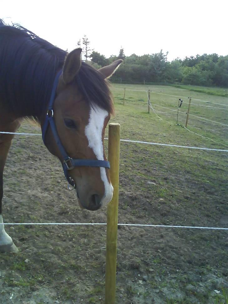 DSP Lunderhedes Mirco solgt - 13. er der noget? taget af : min mor billede 13