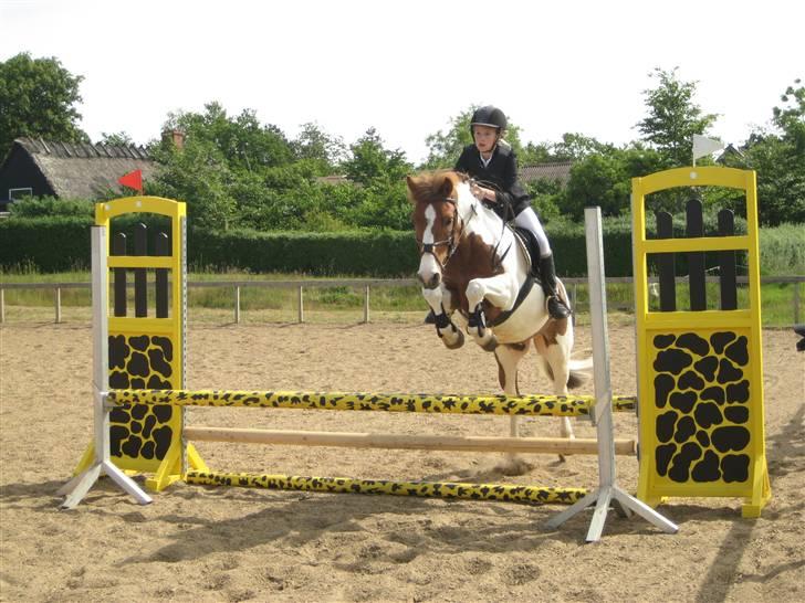 Pinto Komo - Coy  - LC, fejlfri! :) <3 billede 2