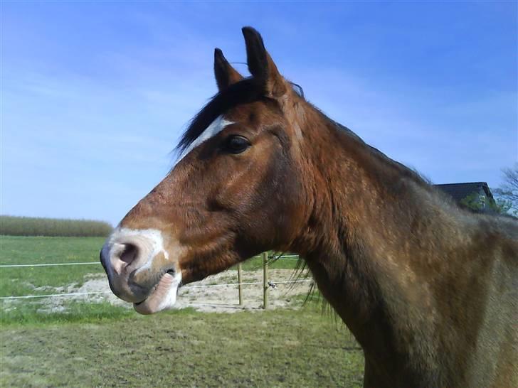 DSP Lunderhedes Mirco solgt - 14. ansikt taget af :  mig billede 14