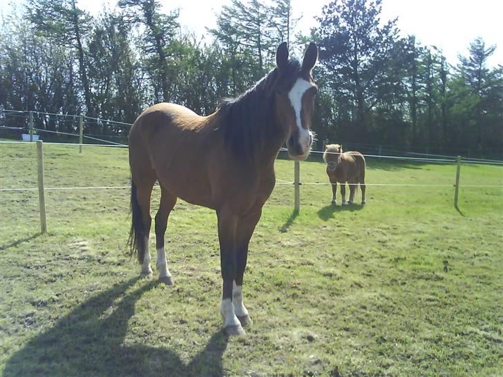 DSP Lunderhedes Mirco solgt - 16. atå =) taget af : mig billede 16