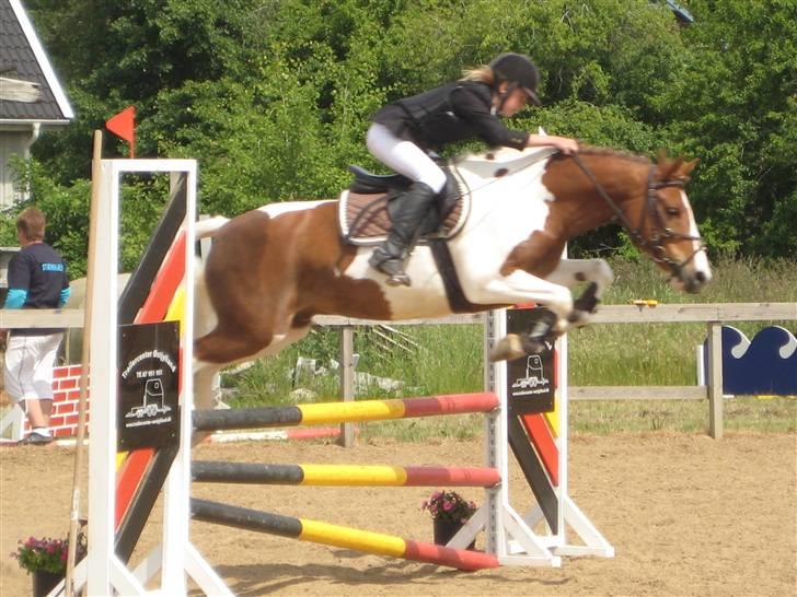 Pinto Komo - Coy  - Gl. Estrup LB <3 Læk læk lækker Coy! billede 3