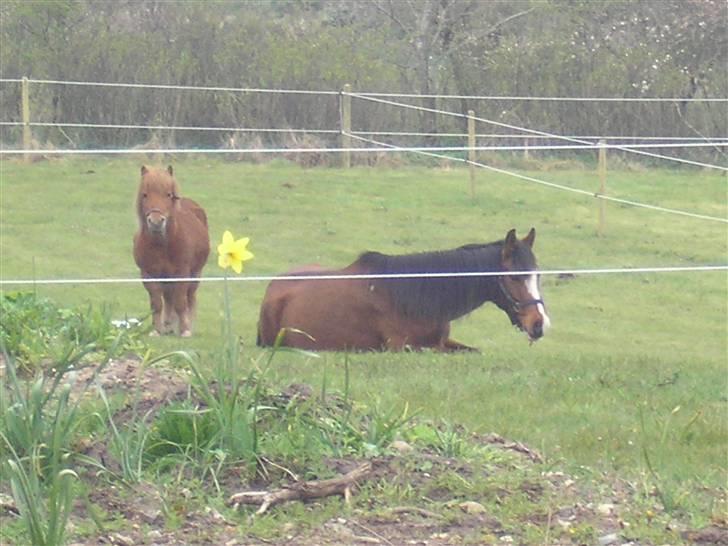 DSP Lunderhedes Mirco solgt - 17. slapper da a taget af : min mor billede 17