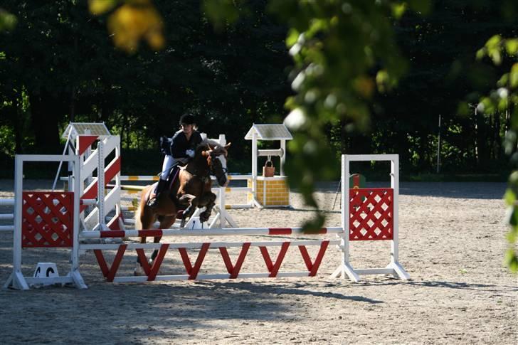 Irish Cob sjors, SOLGT;*( - til stævne på isr billede 16