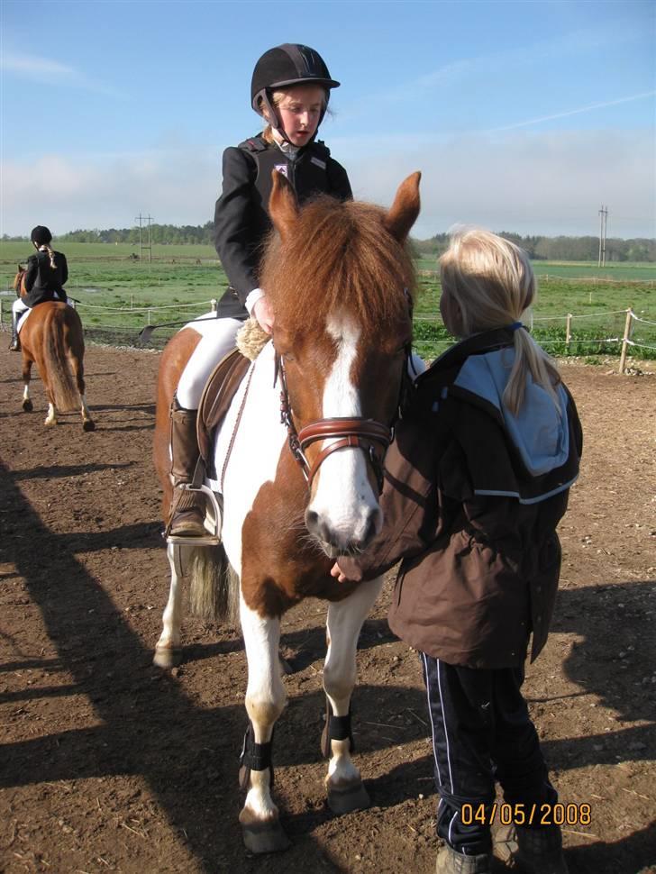 Pinto Komo - Coy  - Mig og Coy´s første stævne. :D vi får tips af Ems. <3 billede 4