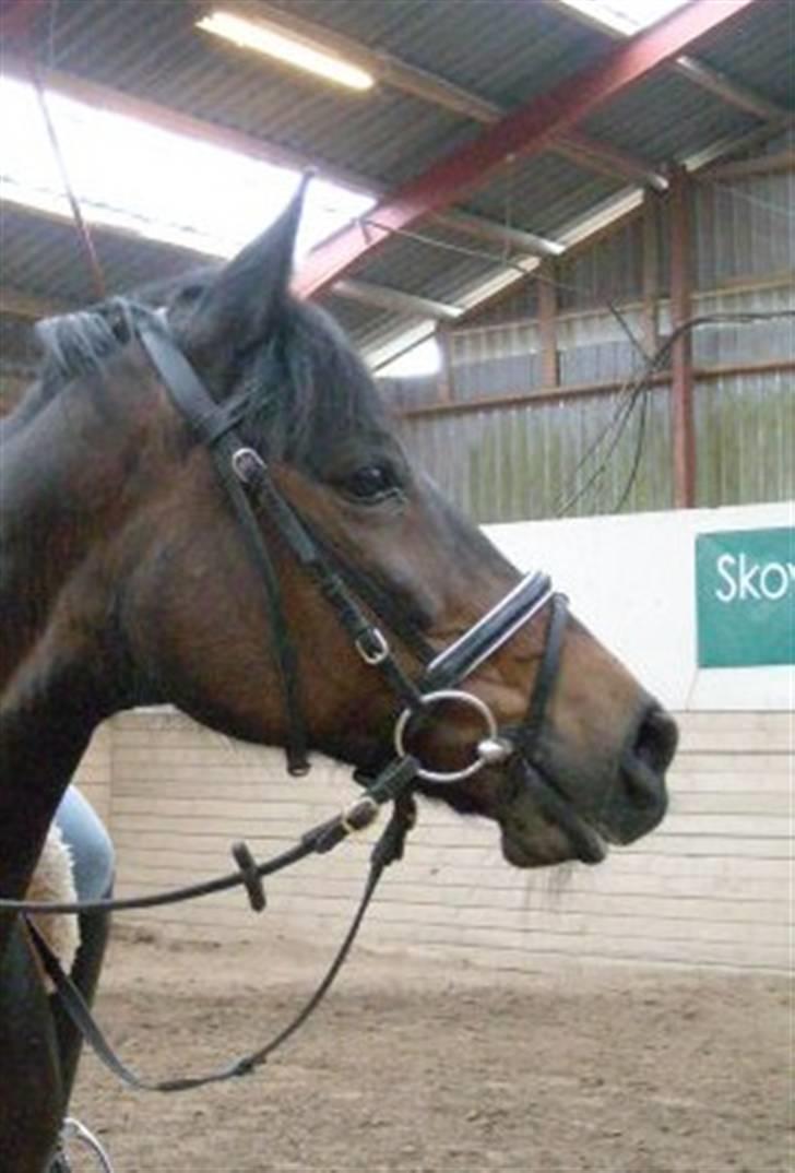 Traver anni caine   Solgt - Den smukkes fjæs:p billede 8