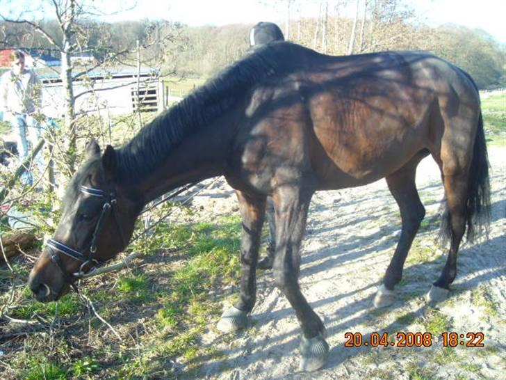 Traver anni caine   Solgt - Græs er altid godt billede 11