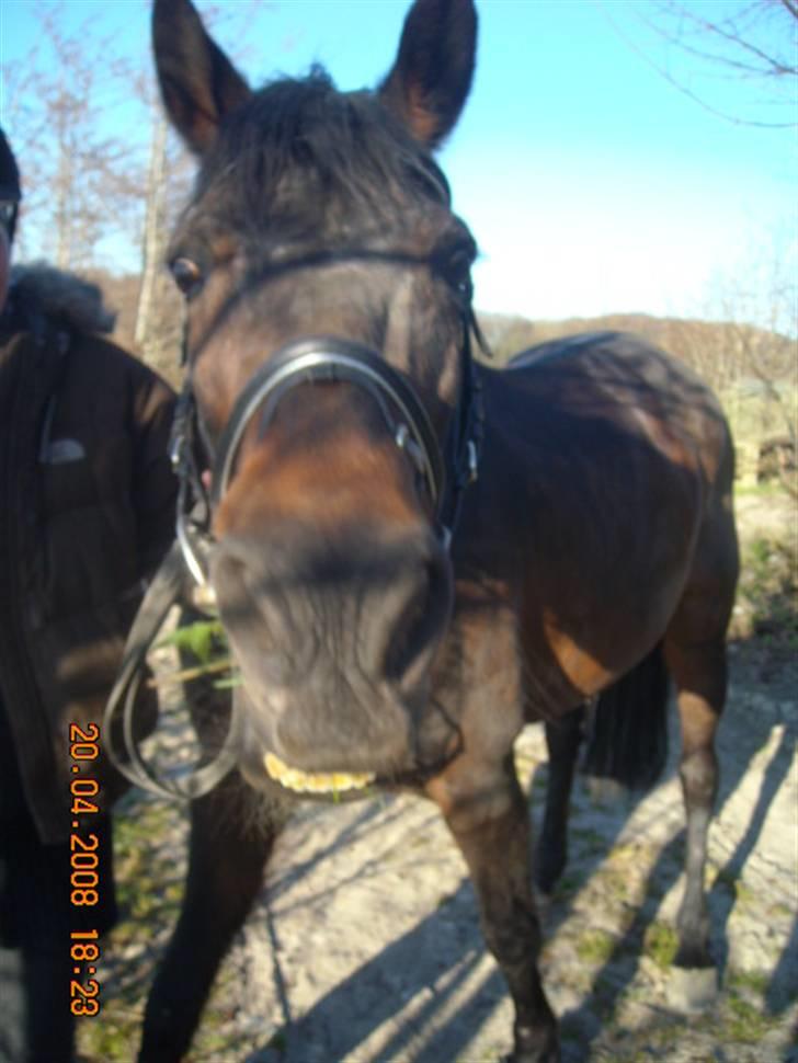 Traver anni caine   Solgt - Se mig lige en gang, er jeg ikk sød billede 12