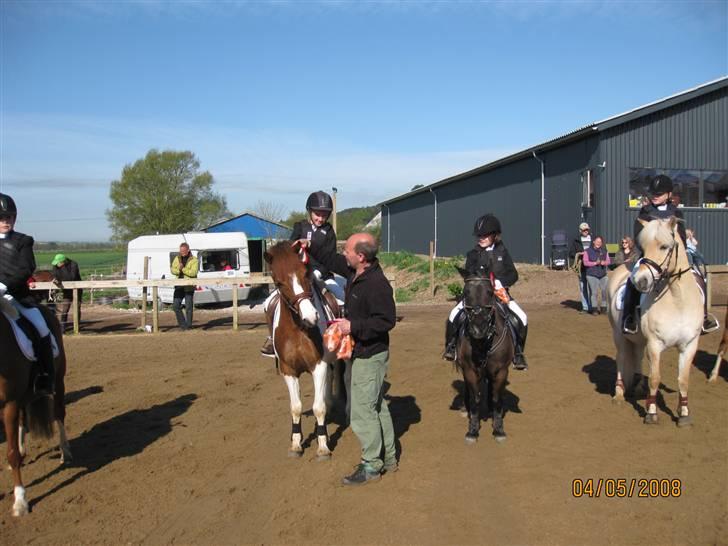 Pinto Komo - Coy  - Præmie overrækkelse til første stævne. :D mums, gulerødder!! billede 5