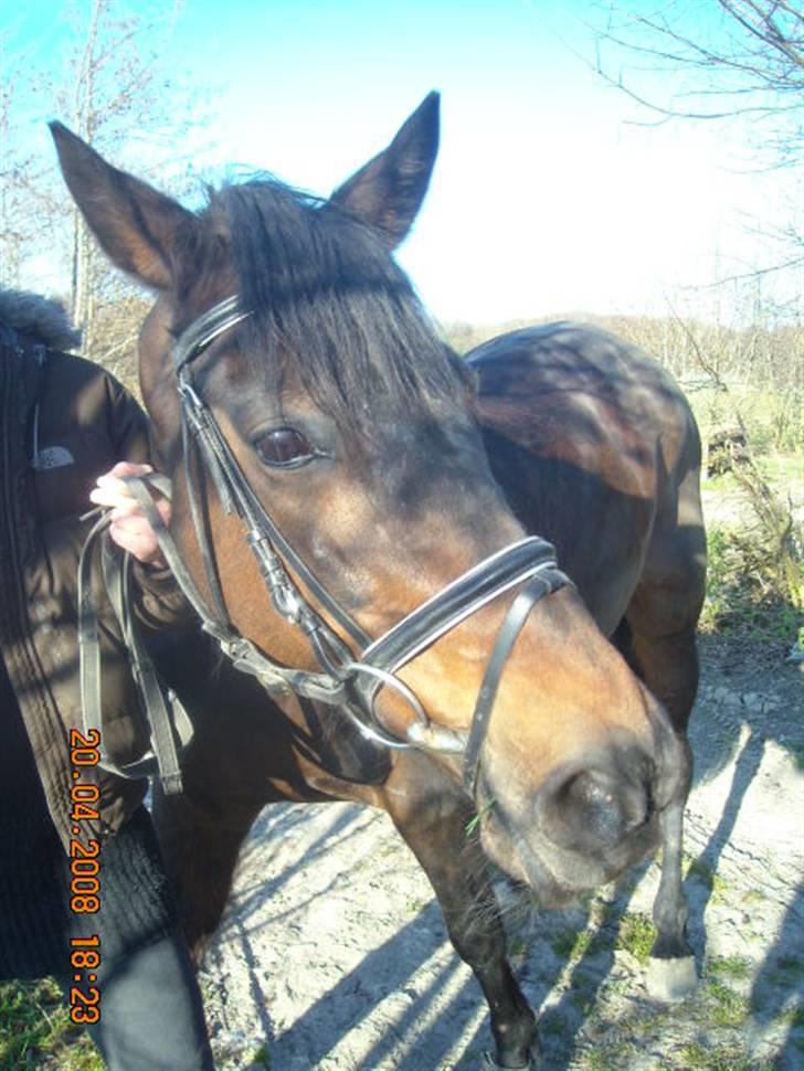 Traver anni caine   Solgt - Min lille putte trold med på træk tur billede 13
