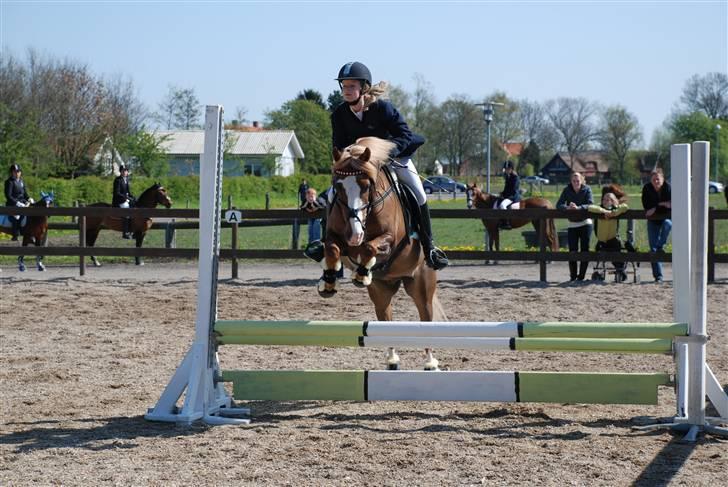 Irish Cob sjors, SOLGT;*( - vi elsker og springe :D billede 17