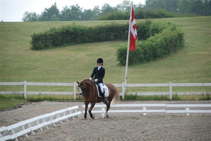Irish Cob sjors, SOLGT;*( - miin fine pony billede 18