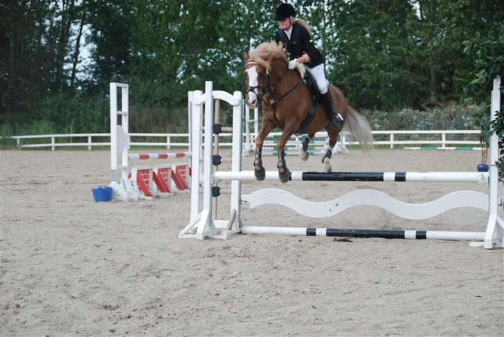 Irish Cob sjors, SOLGT;*( billede 19