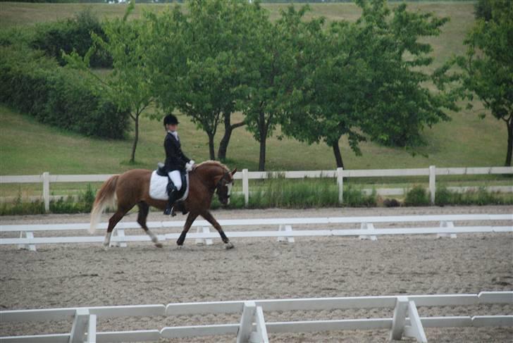 Irish Cob sjors, SOLGT;*( - lb1 vandt  billede 20