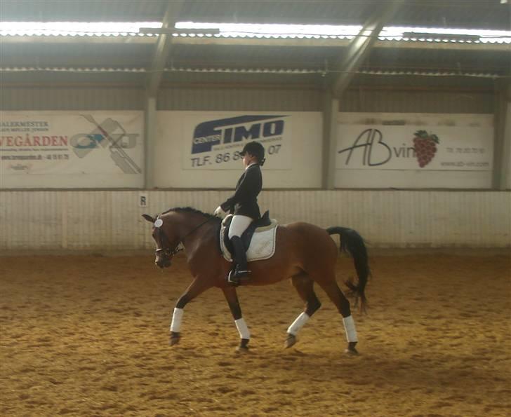 Anden særlig race Scarlett  - opvarning billede 20