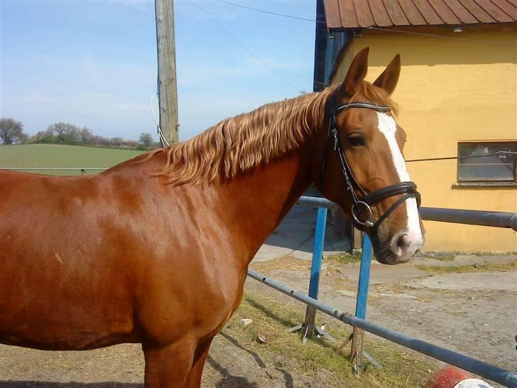 Frederiksborg Atlantis - Velkommen til Atlantis´s profil. Læg gerne en kommentar så er i søde billede 1