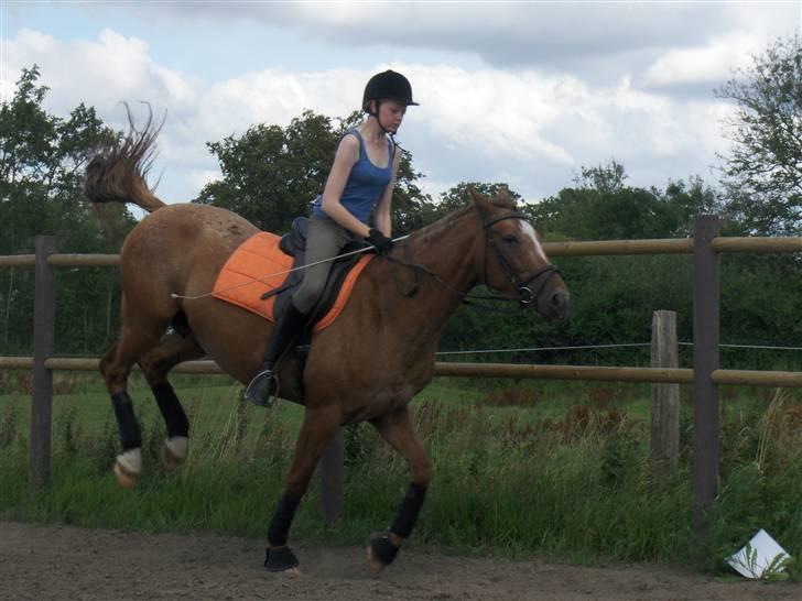Knabstrupper Cassandra H 'gml. passer' - Og et lille buk xD I skal altså ikke tage jer af mig.. Bare et øh.. Uheldigt billede måske? :D {Foto: Emilie} billede 11
