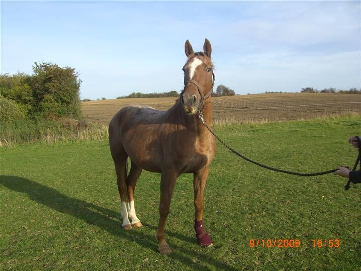 Knabstrupper Cassandra H 'gml. passer' - Hoven er under behandling, her er vi på sygefolden.. <3 {Foto: Heidi} billede 13