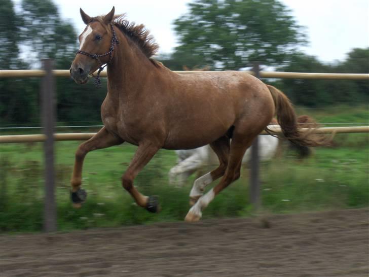 Knabstrupper Cassandra H 'gml. passer' - Løs på banen :) -Galop d: {Foto: Mig} billede 14