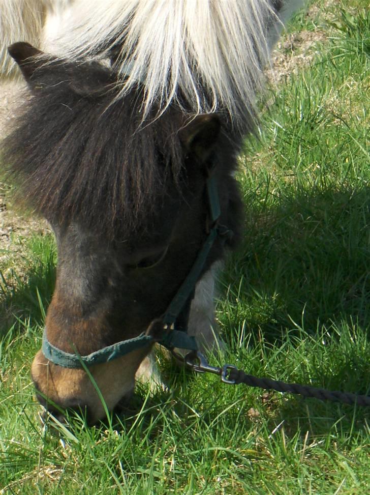Islænder Heta (Lillesøsters) - Hun fik lige lov til at græsse lidt da vi var på tur :) {Foto: Heidi} billede 7