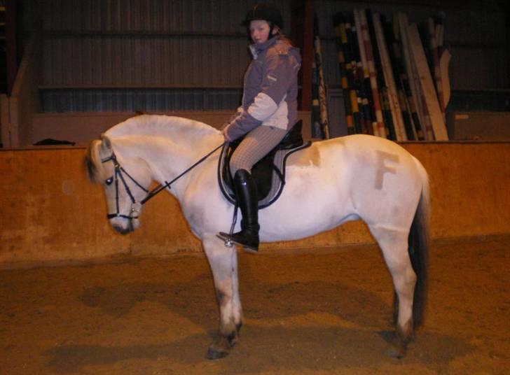 Fjordhest Hashagen's Faika - Dressur :) billede 14
