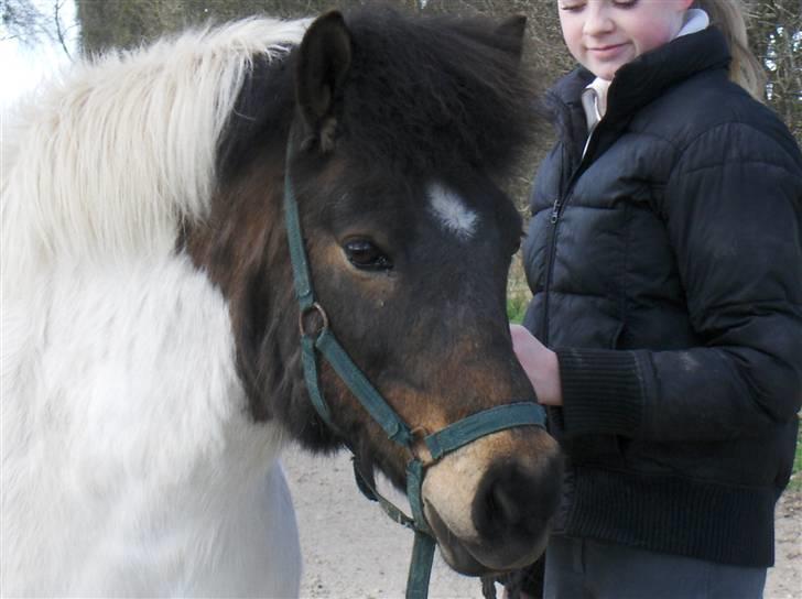 Islænder Heta (Lillesøsters) - Så fin du er min tøs :)<3 {Foto: Heidi} billede 10