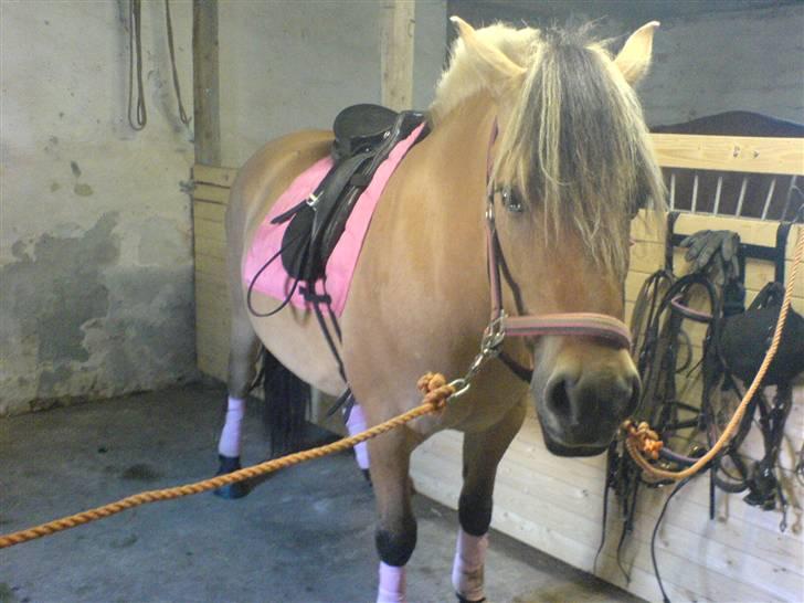 Fjordhest laybourns pink cleo - første gang med sadel på billede 6