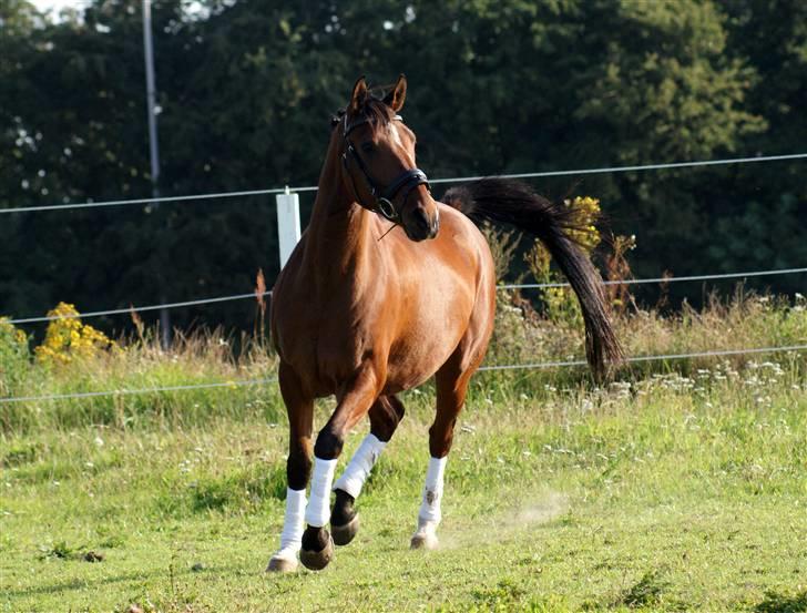 Arabisk fuldblod (OX) Shafali *R.I.P <3* - Helt ekstrem livsglæde trods så mange smerter :´) billede 6