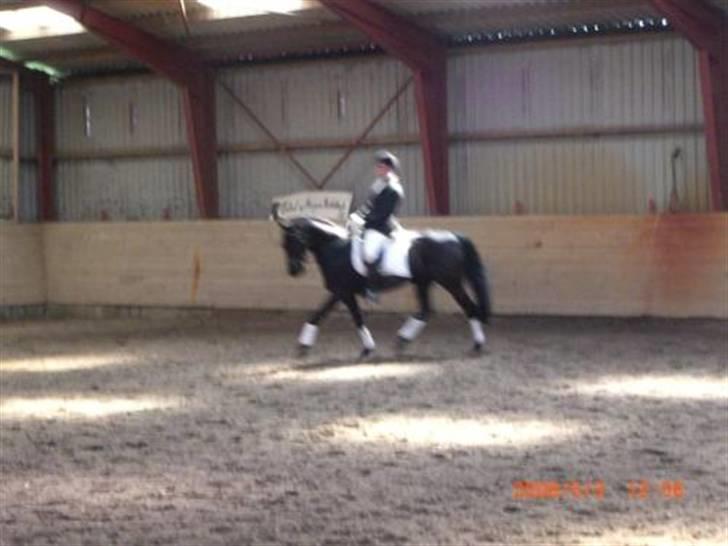 Dansk Varmblod Feli Rex - Stævne I TBR, red min Lc3 til 65,8% billede 5