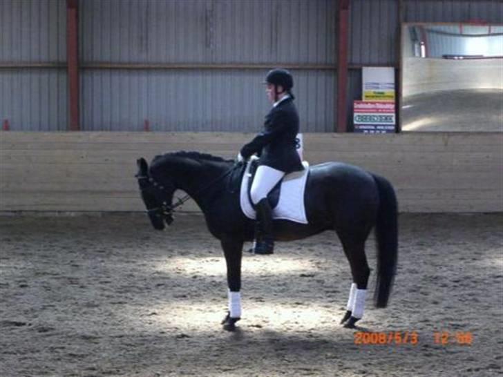 Dansk Varmblod Feli Rex - Stævne I TBR, red min Lc3 til 65,8% billede 6