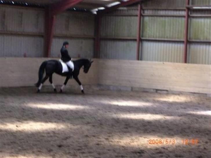 Dansk Varmblod Feli Rex - Stævne I TBR, red min Lc3 til 65,8% billede 7