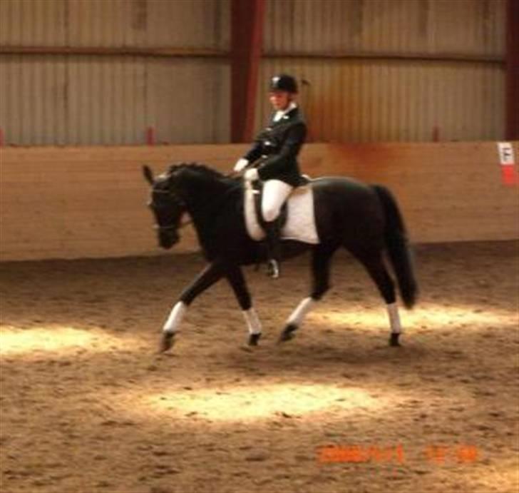 Dansk Varmblod Feli Rex - Yndlingsbillede :D billede 9