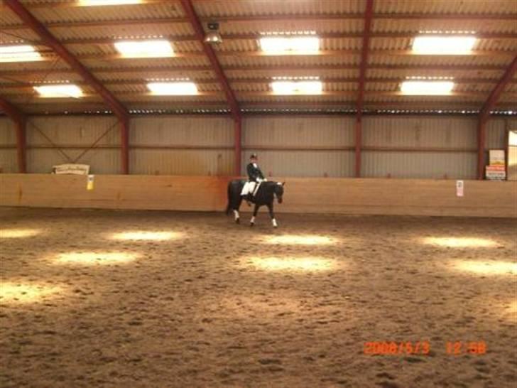 Dansk Varmblod Feli Rex - Skridt for længere tøjler..  billede 10