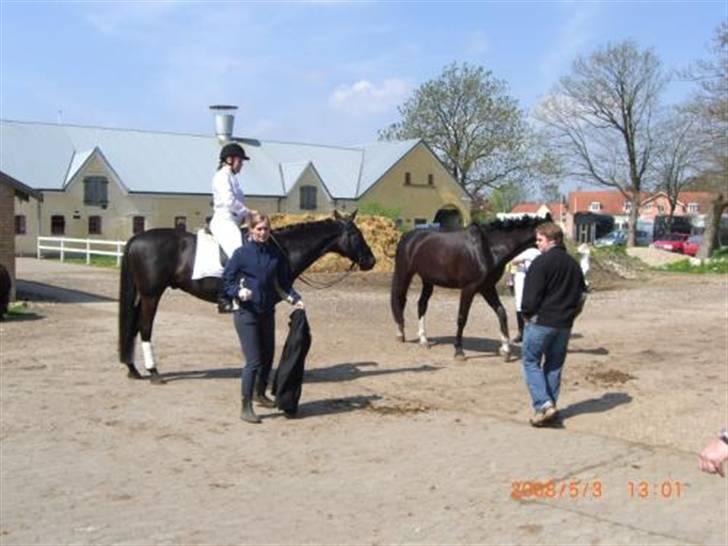 Dansk Varmblod Feli Rex - Færdig... :) - Efter en dejlig dag! billede 12