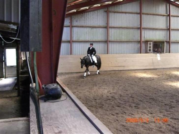 Dansk Varmblod Feli Rex - Udridning for lange tøjler :) billede 13