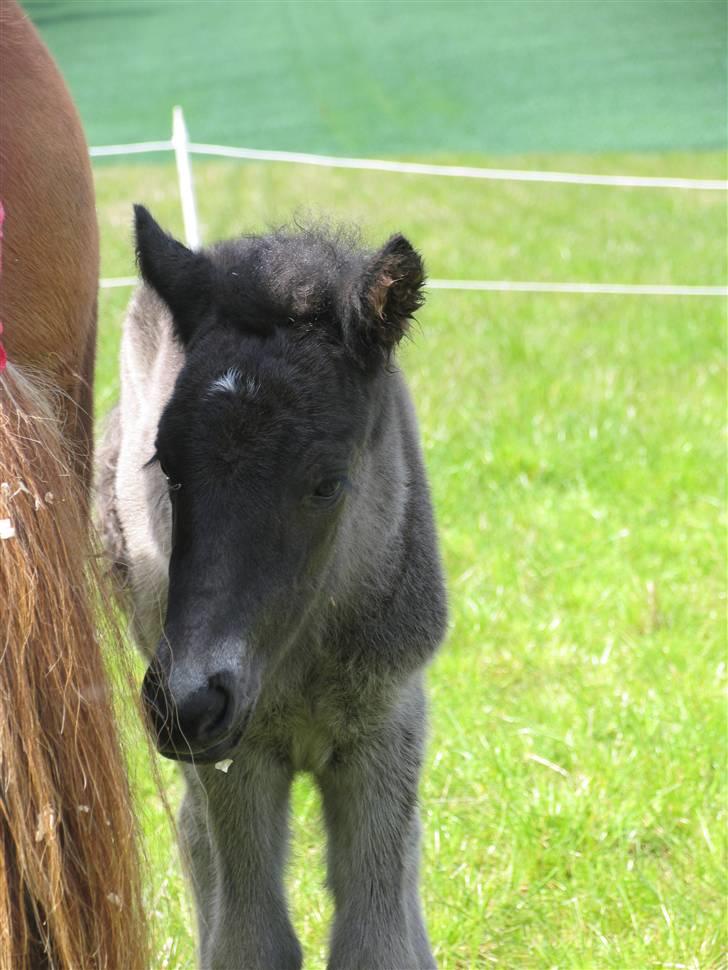 Islænder Ásdís fra Gedehøjgård - Ásdís fra Gedehøjgård 1 dag gammel - første gang ude billede 1