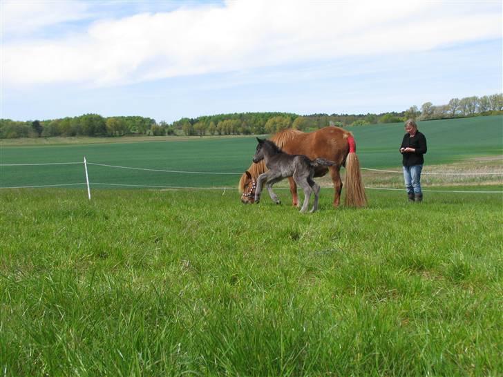Islænder Ásdís fra Gedehøjgård - Hop´galop ;) billede 3