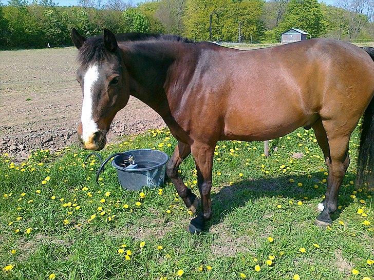 Connemara Birkely Little Teat R.I.P - Sommergræs billede 2