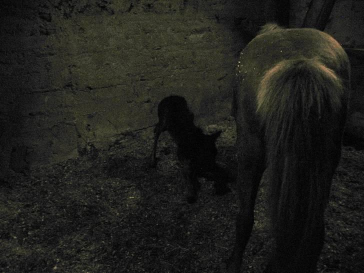 Islænder Ásdís fra Gedehøjgård - - op på begbenene - billede 10