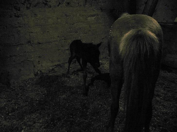 Islænder Ásdís fra Gedehøjgård - - forbenene med - billede 11