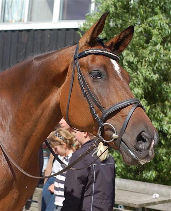 Dansk Varmblod Amos billede 16