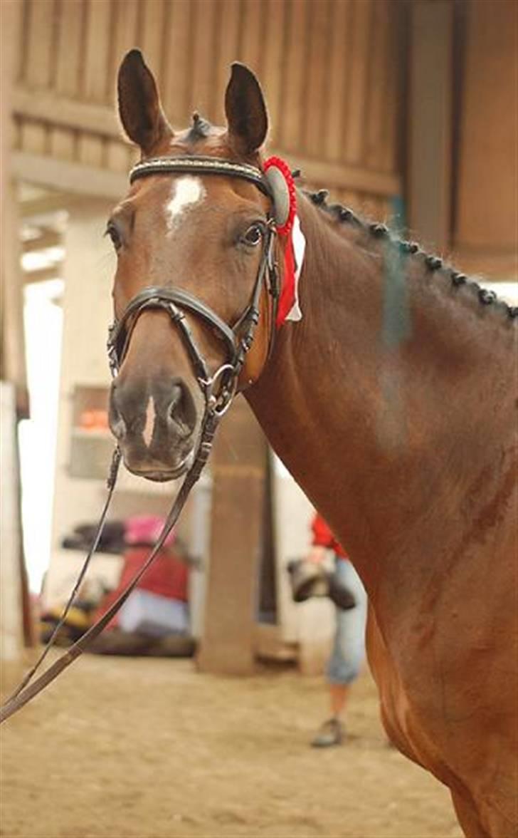 Dansk Varmblod Amos billede 17