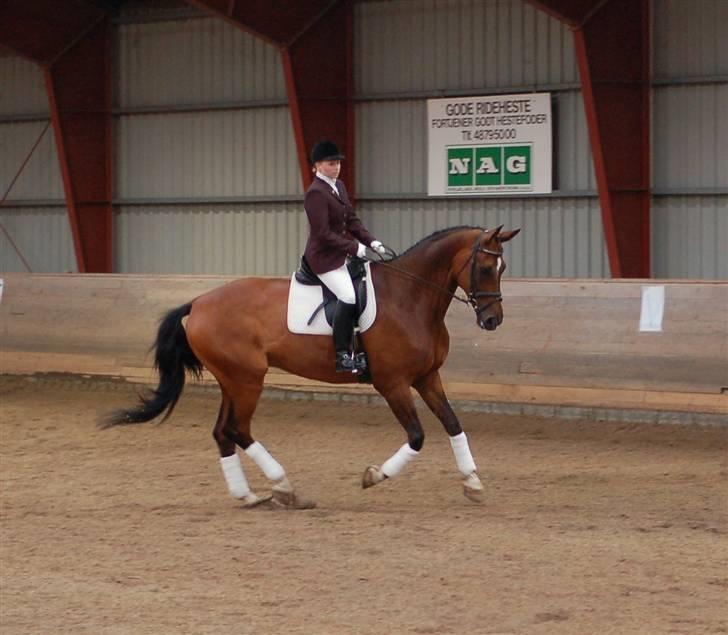 Dansk Varmblod Amos billede 18