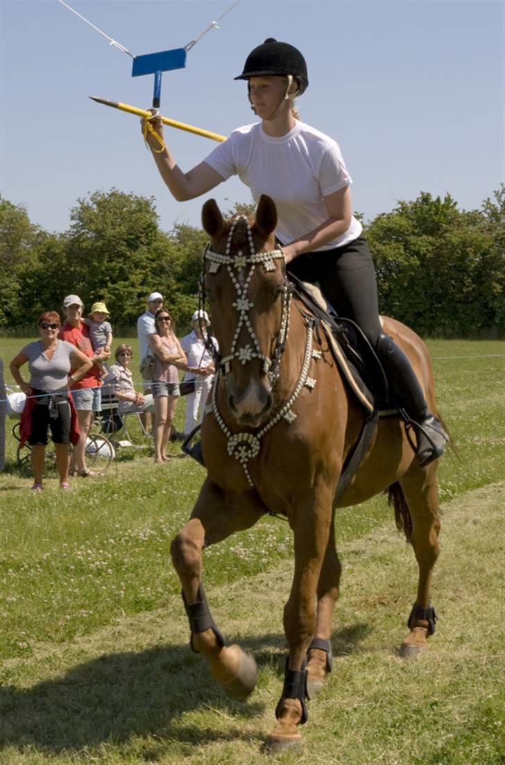 Holstener Allerbester 0004 - Bedse er god til ringridning. Foto: Kim Bahnsen billede 15