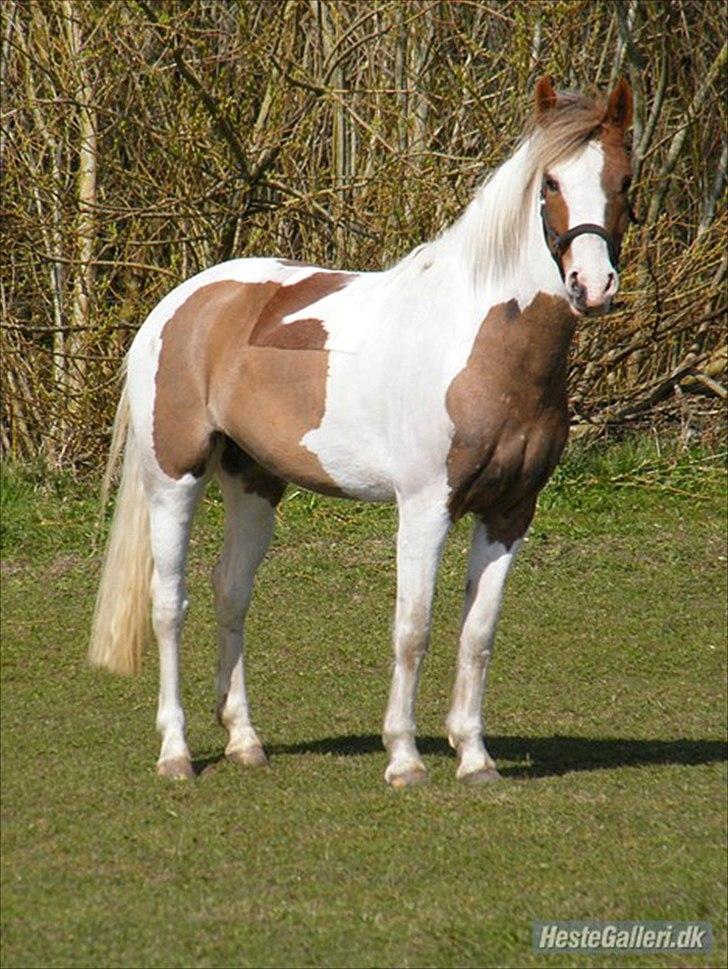 Anden særlig race Sunflower - B-PONY billede 10